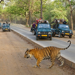 Indore To Bandhavgarh