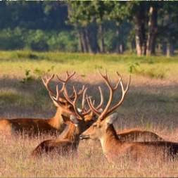 Indore To Kanha National